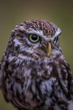 Küçük baykuş (Athene noctua) yakından tünedi
