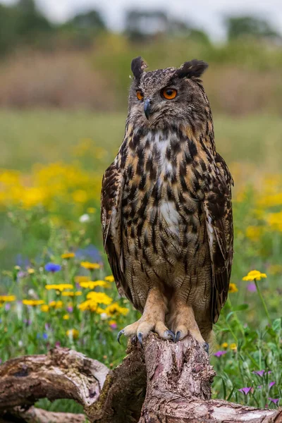 Орлиная Сова Bubo Bubo Сидит Крупным Планом — стоковое фото