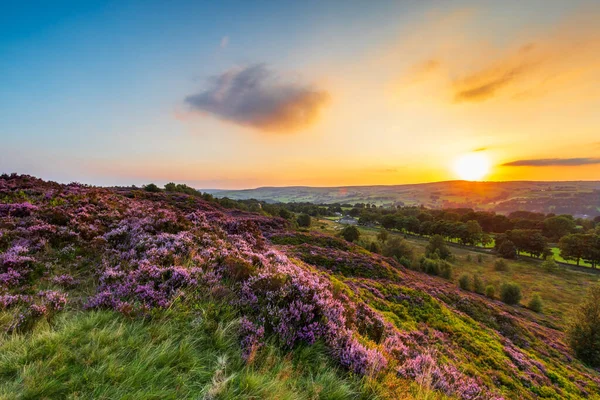 Heidekraut Calluna Vulgaris Voller Blüte Bei Norland Halifax West Yorkshire — Stockfoto