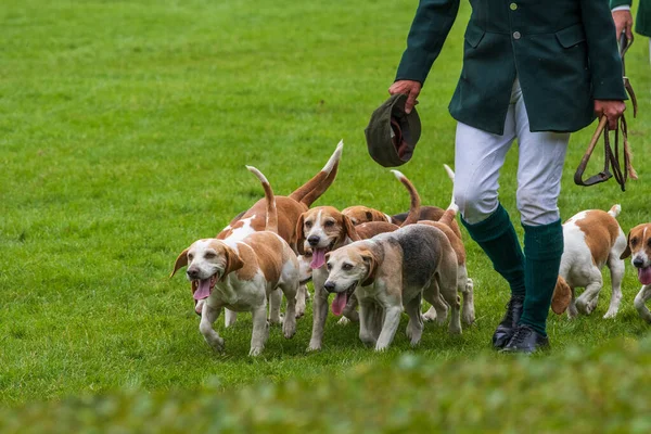 Harrogate North Yorkshire July 12Th 2018 Hunt Leaders Led Dozens — Stock Photo, Image