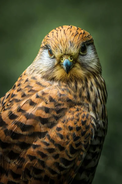 Cernícalo Común Falco Tinnunculus Posado Sobre Hierba —  Fotos de Stock