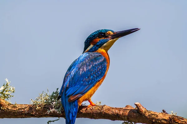 Зимородок Alcedo Atthis Сел Ветку — стоковое фото