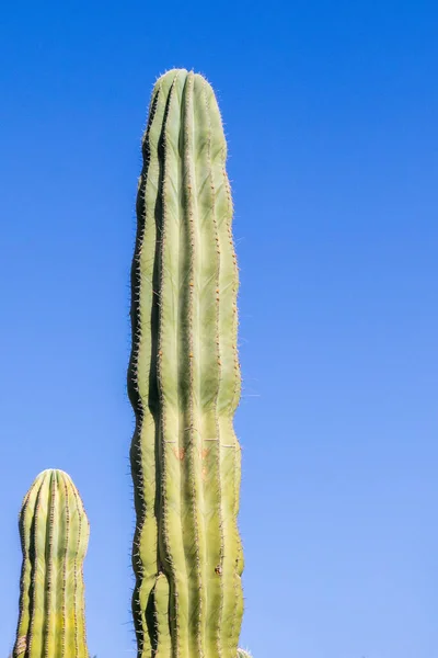 Colección Cactus Creciendo Jardín Botánico —  Fotos de Stock