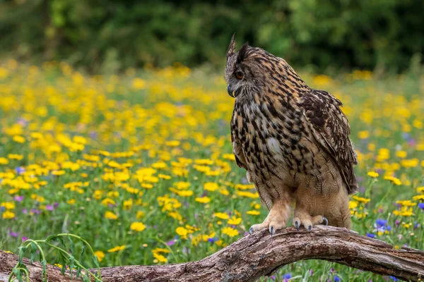 Búho Águila Bubo Bubo Encaramado Cerca —  Fotos de Stock