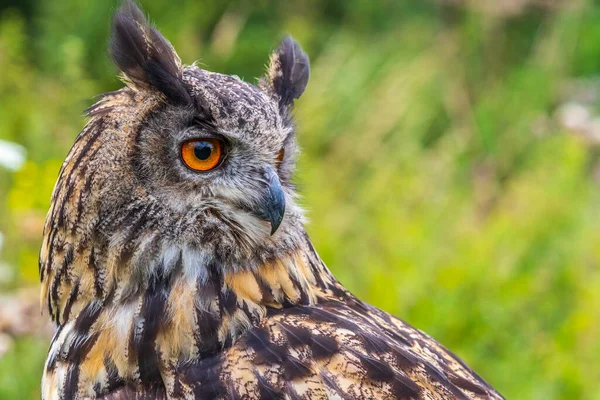 Орлиная Сова Bubo Bubo Сидит Крупным Планом — стоковое фото