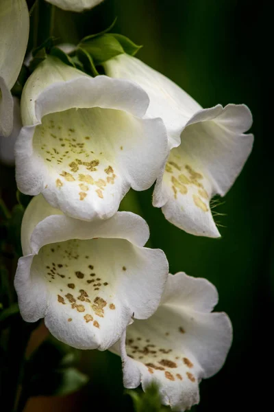 Foxhandske Digitalis Purpurea Vacker Vit Blomma Närbild — Stockfoto