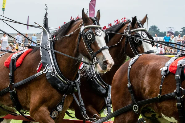 Harrogate North Yorkshire July 12Th 2018 Heavy Horses Turnout Displaying — Stock Photo, Image