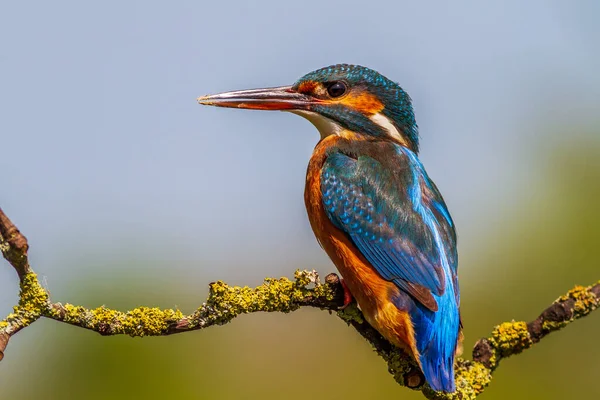 Kingfisher Alcedo Atthis Ült Egy Ágon — Stock Fotó