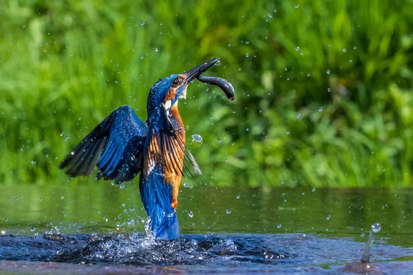 キングフィッシャー Alcedo Atthis 魚のダイビング — ストック写真