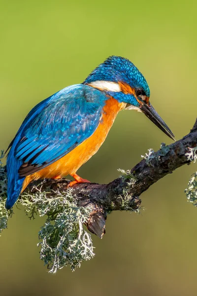 Kingfisher Alcedo Atthis Натягнутий Гілку — стокове фото