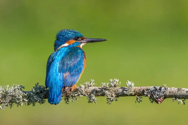 Kingfisher Alcedo Atthis Ült Egy Ágon — Stock Fotó