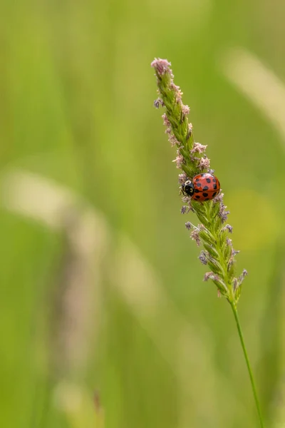 Coccinella Gambo Erba Primo Piano — Foto Stock