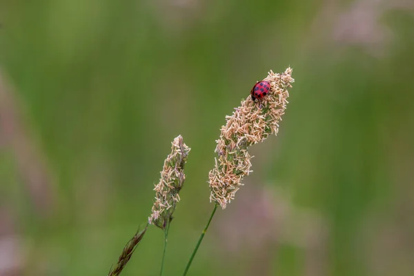 Ladybird Stonku Trávy Zblízka — Stock fotografie