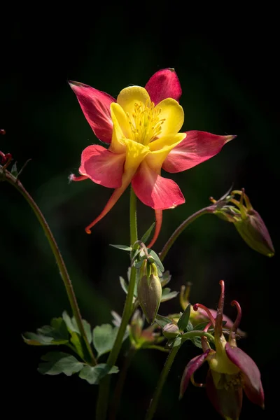 Akwilegia Pełnym Zbliżeniu Kwiat — Zdjęcie stockowe