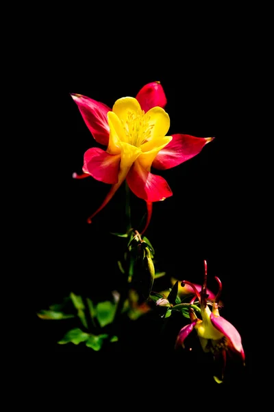 Aquilegia Volledige Bloem Close — Stockfoto