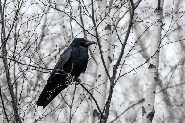 Κοράκι Corvus Corone Σκαρφαλωμένο Δέντρο — Φωτογραφία Αρχείου