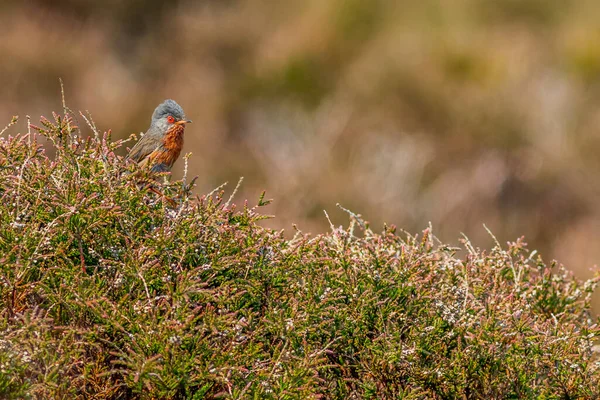 Dartford Warbler Sylvia Undata Pinchó Heather —  Fotos de Stock