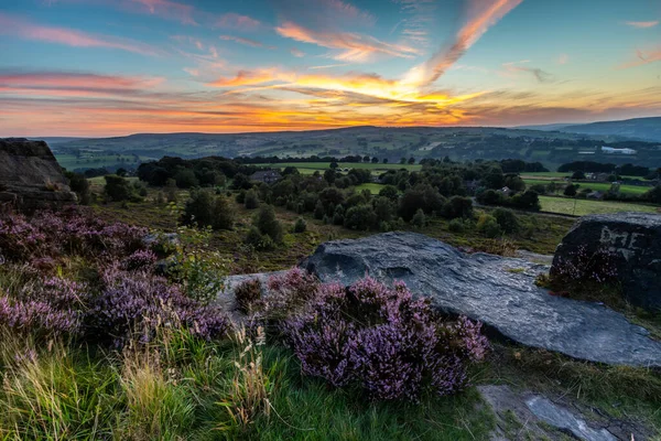 เฮเธอร Calluna Vulgaris บานเต ในนอร แลนด ในแฮล แฟกซ West Yorkshire — ภาพถ่ายสต็อก