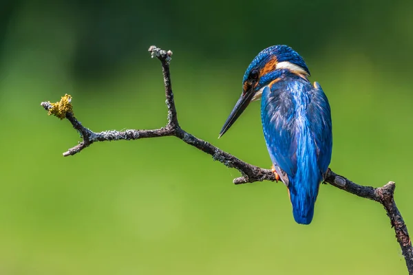 Kingfisher Alcedo Atthis Perched Branch — Stock Photo, Image