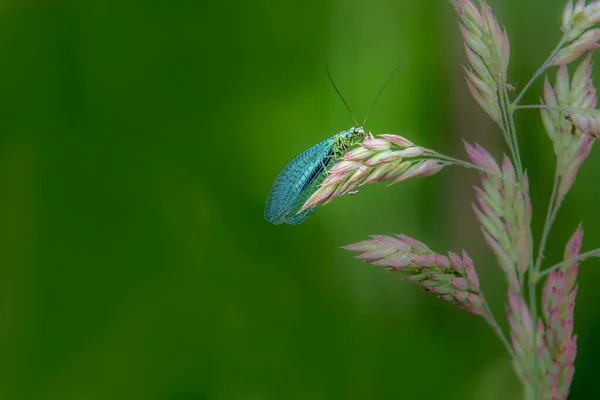 Lactancia Chrysopidae Posada Sobre Tallo Hierba —  Fotos de Stock