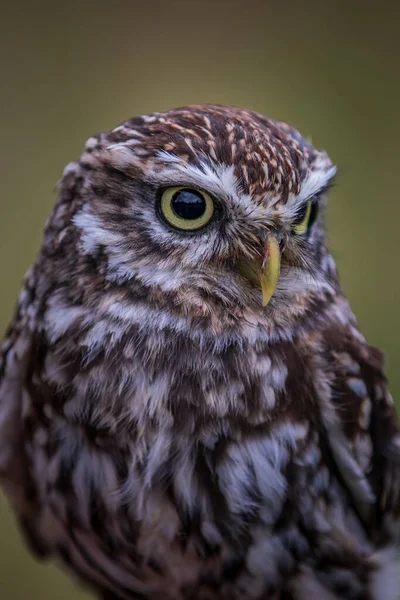 Pequeño Búho Athene Noctua Encaramado Cerca —  Fotos de Stock