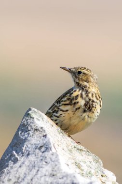 Meadow Pipit Anthus pratensis) bir duvarda oturuyordu
