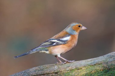 Chaffinch (Fringilla coelebs) bir sandığa tünedi