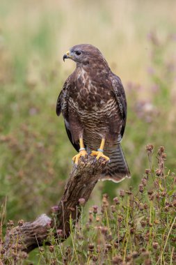 Yaygın akbaba (Buteo buteo)