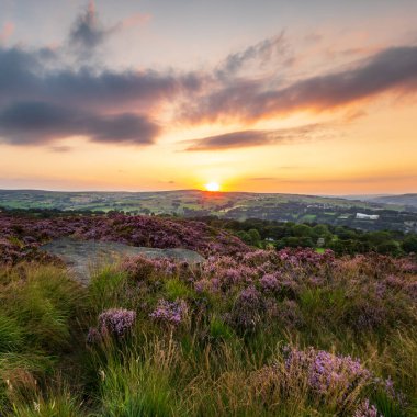 Heather (Calluna vulgaris) Norland, Halifax, Batı Yorkshire 'da çiçek açmış. İngiltere