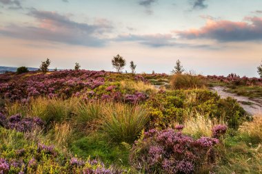 Heather (Calluna vulgaris) Norland, Halifax, Batı Yorkshire 'da çiçek açmış. İngiltere