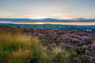 Heather (Calluna vulgaris) Norland, Halifax, Batı Yorkshire 'da çiçek açmış. İngiltere