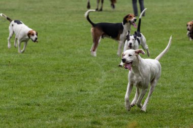 Harrogate, Kuzey Yorkshire, İngiltere - 12 Temmuz 2018: Av liderleri 12 Temmuz 2018 'de İngiltere' nin Kuzey Yorkshire kentindeki Harrogate 'de düzenlenen Büyük Yorkshire Şov' da düzinelerce av köpeğine liderlik ettiler.