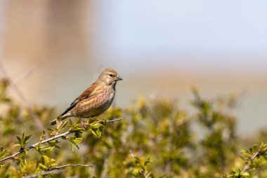 Linnet (Carduelis cannabina) bir çalılığa tünedi