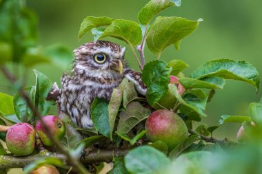 Elma ağacına tünemiş küçük baykuş (Athene noctua)