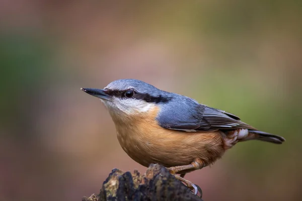 Nuthatch Sitta Europaea Perched Tree — Stock Photo, Image