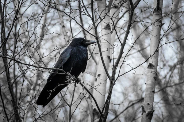 Kruk Corvus Corone Siedzący Drzewie — Zdjęcie stockowe