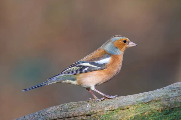 Chaffinch Fringilla Coelebs Perced Trunk — стоковое фото