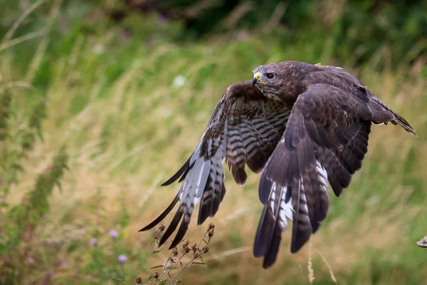 Buizerd Buteo Buteo Tijdens Vlucht — Stockfoto