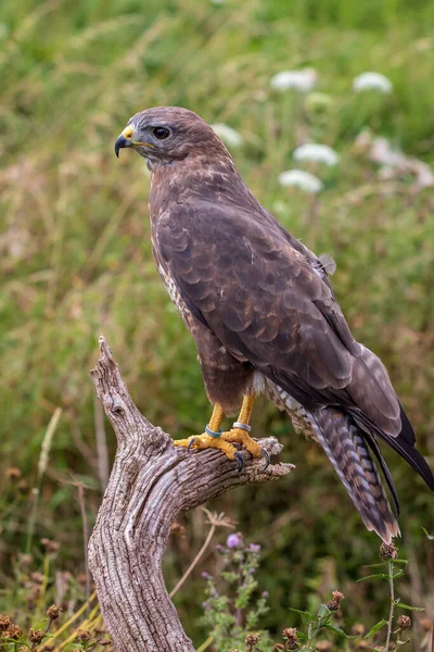 Common Buzzard Buteo Buteo Perched — Stock Photo, Image