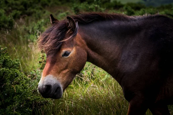 Ponis Salvajes Estaban Cima Porlock Hill Somerset Inglaterra —  Fotos de Stock