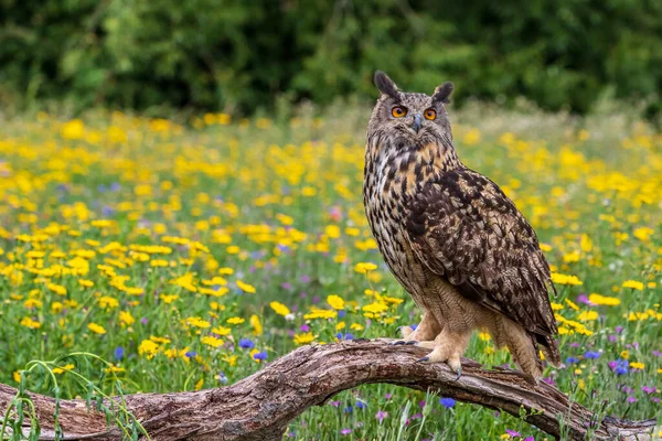 Búho Águila Bubo Bubo Encaramado Cerca —  Fotos de Stock