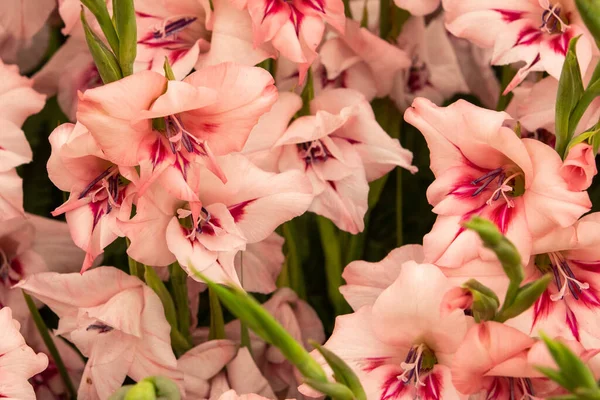 Gladiolen Aus Nächster Nähe Und Voller Blüte — Stockfoto