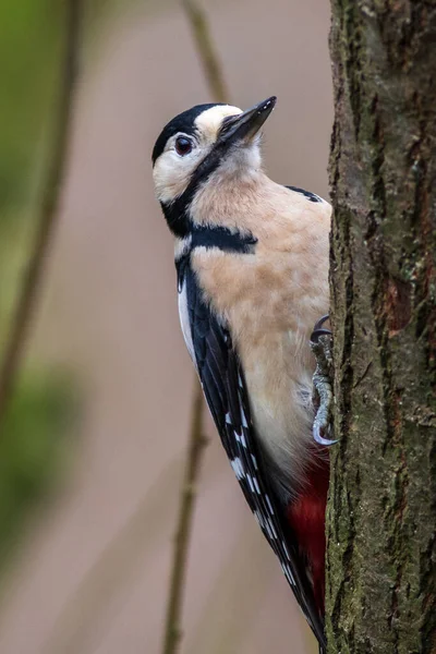 Dzięcioł Plamisty Dendrocopos Major Drzewie — Zdjęcie stockowe