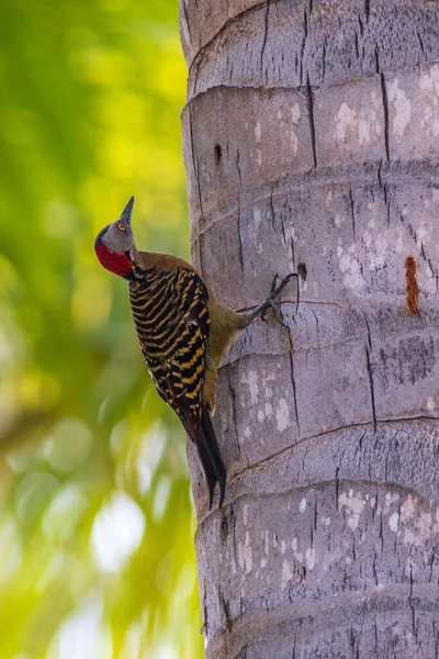 Hispaniolan Woodpecker Melanerpes Striatus Дереве — стоковое фото