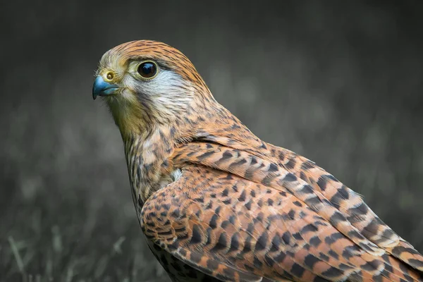 Der Turmfalke Falco Tinnunculus Hockt Auf Gras — Stockfoto