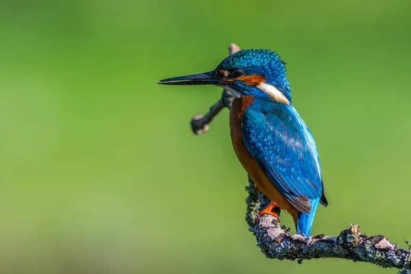 Kingfisher Alcedo Atthis Ült Egy Ágon — Stock Fotó