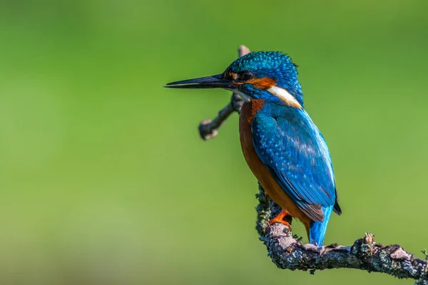 Martin Pescatore Alcedo Atthis Appollaiato Ramo — Foto Stock