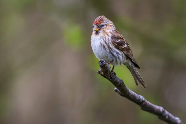 Moindre Redpoll Acanthis Cabaret Perché Sur Une Branche — Photo