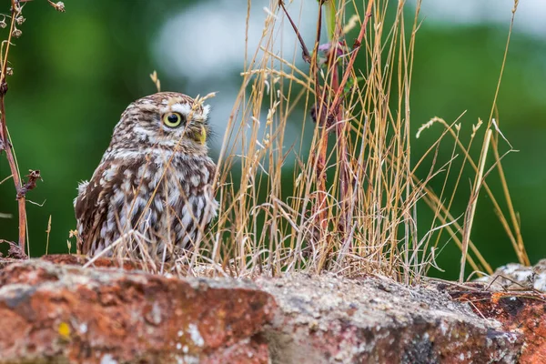 Маленькая Сова Athene Noctua Сидит Кирпичной Стене — стоковое фото