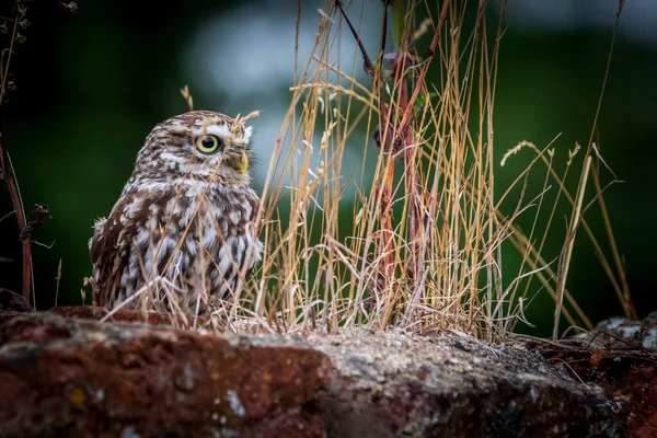 Petite Chouette Athene Noctua Perchée Sur Mur Briques — Photo